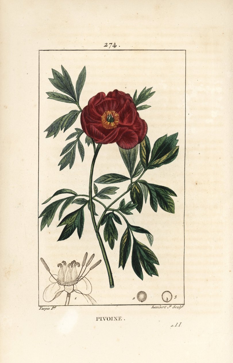 Şakayık officinale - Avrupa şakayık, Paeonia officinalis, çiçek, yaprak ve çiçek parçalarının ana hatlarıyla. Chaumeton, Poiret ve Chamberet