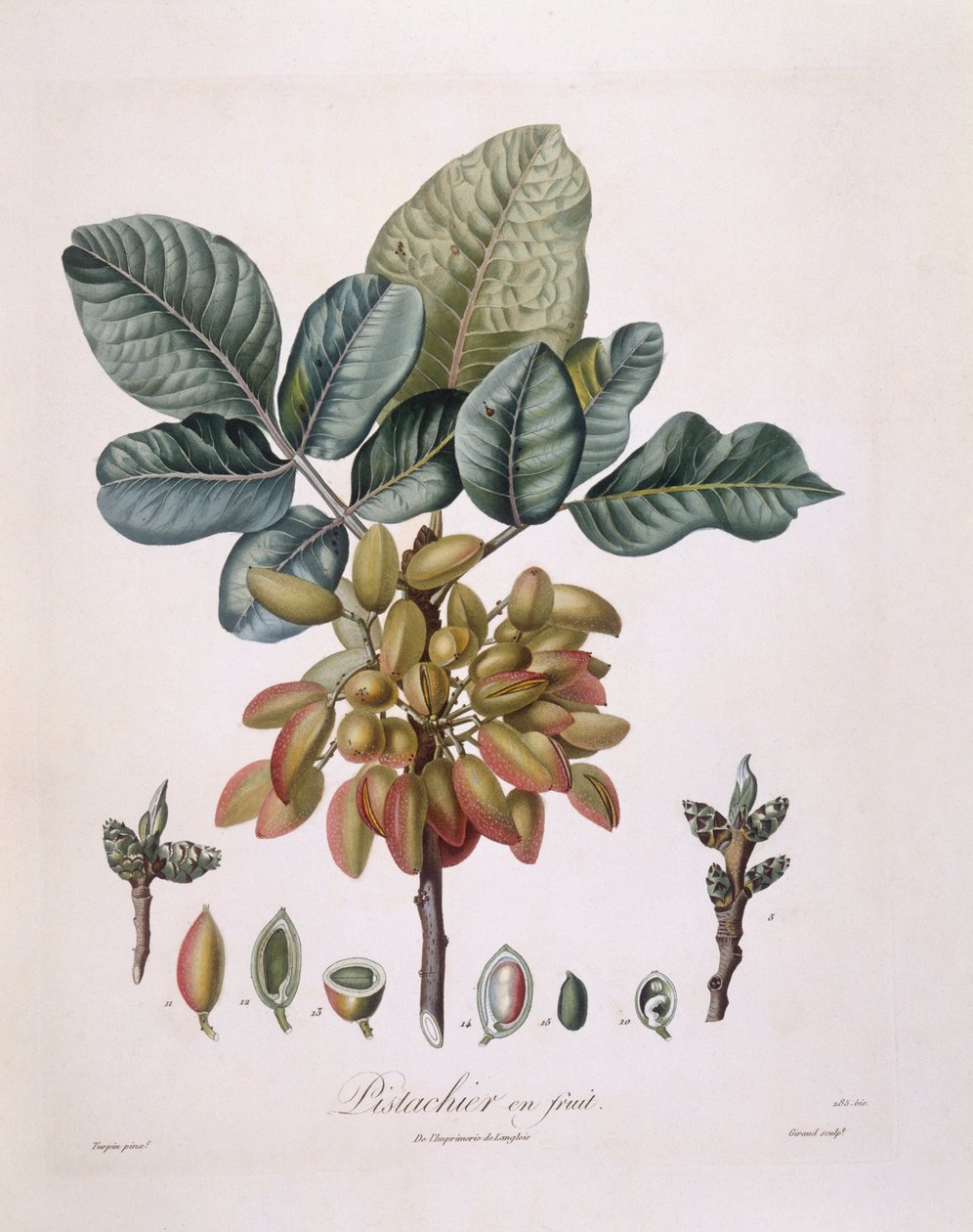 Antep fıstığı (Pistacia vera), Henry Louis Duhamel du Monceau, Pierre Jean Francois Turpin tarafından botanik tabak by Pierre Jean Francois Turpin