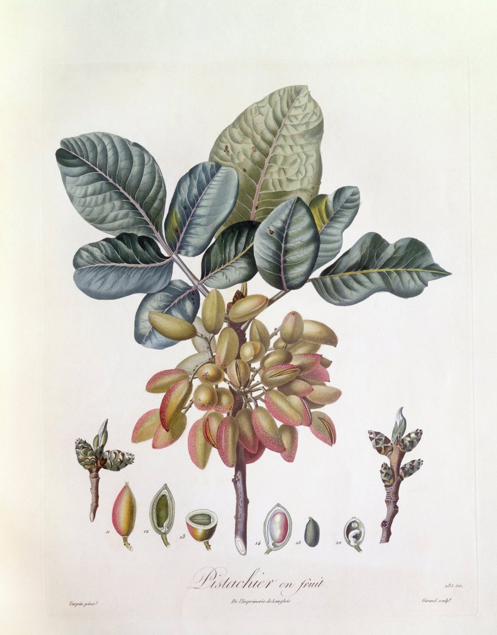 Antep fıstığı (Pistacia vera), Henry Louis Duhamel du Monceau, Pierre Jean Francois Turpin tarafından botanik tabak by Pierre Jean Francois Turpin
