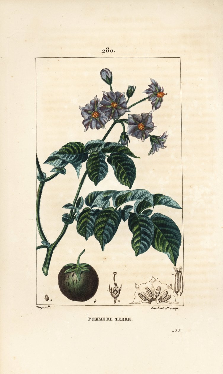 Patates (patates) - Patates, Solanum tuberosum, çiçek, yaprak, sap ve meyve ile. Chaumeton, Poiret ve Chamberet
