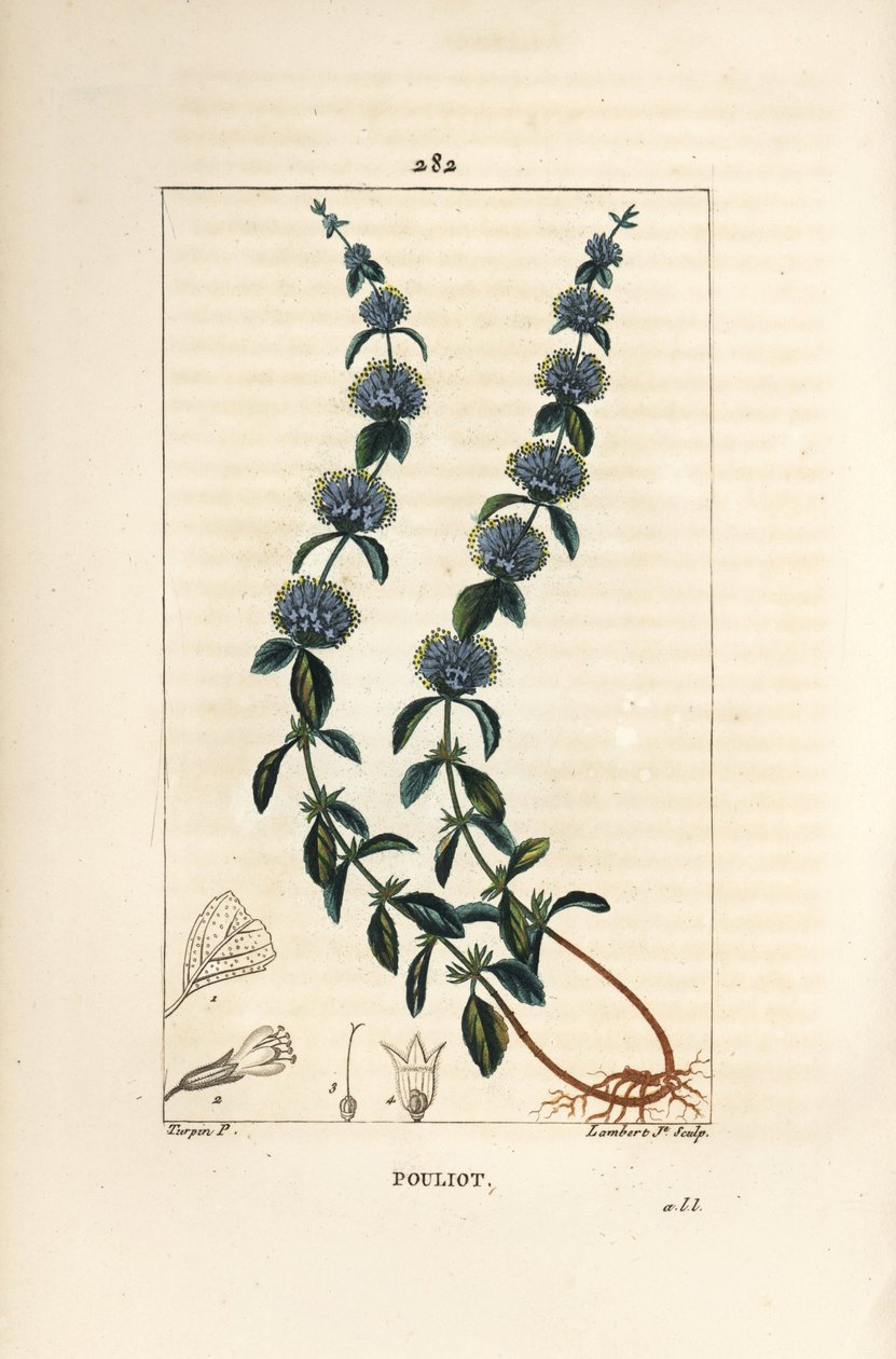 Pouliot Nane - Pennyroyal nane, Mentha pulegium, çiçek, yaprak, sap, kök ve tohum ile. Chaumeton, Poiret ve Chamberet