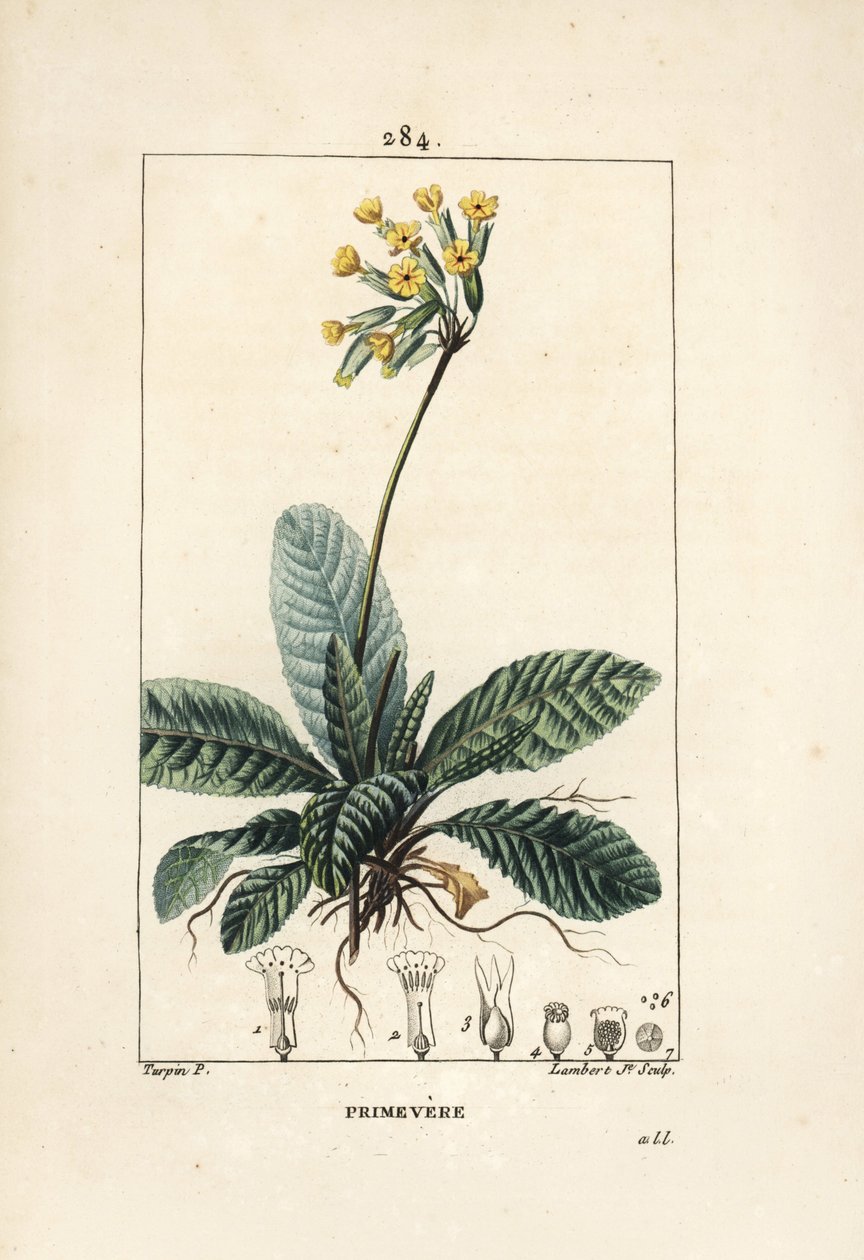 Primevere officinale ou brerelle, guguk kuşu, Herb a la felç, Herb de Saint Paul, primerolle - Cowslip, Primula veris, çiçek, yaprak ve kökleri gösteriyor. Pierre Jean-Francois Turp