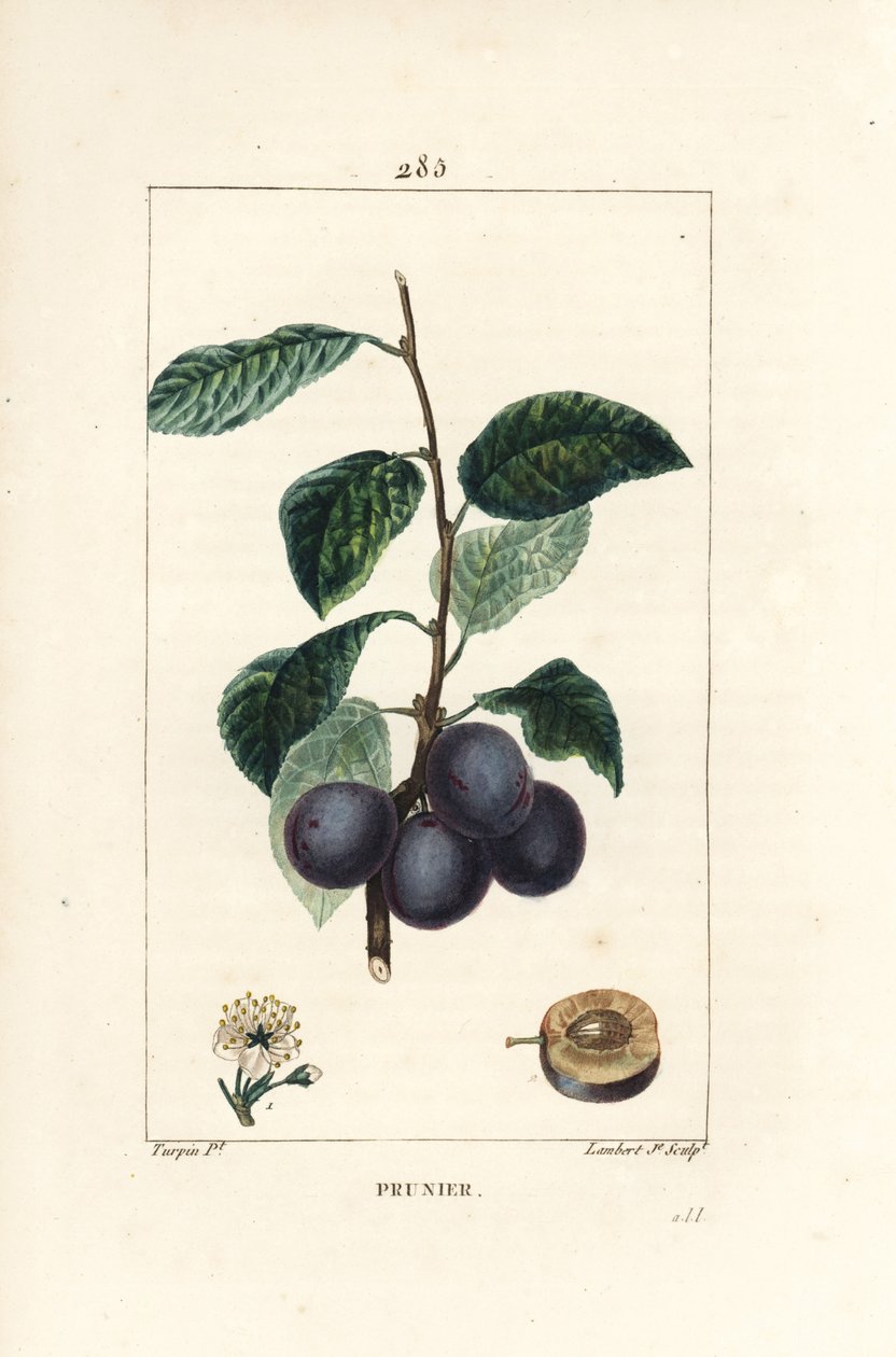 Erik - Erik veya erik ağacı, Prunus domestica, meyve, yaprak, çiçek, dal ve olgun meyve bölümünde. Chaumeton, Poiret ve Chamberet