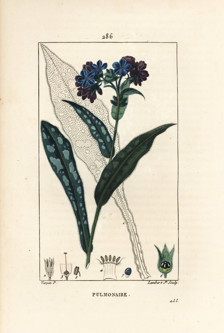 Pulmoner officinale - Anahatta çiçek, yaprak, sap ve yaprak ile Lungwort, Pulmonaria officinalis. Chaumeton, Poiret ve Chamberet
