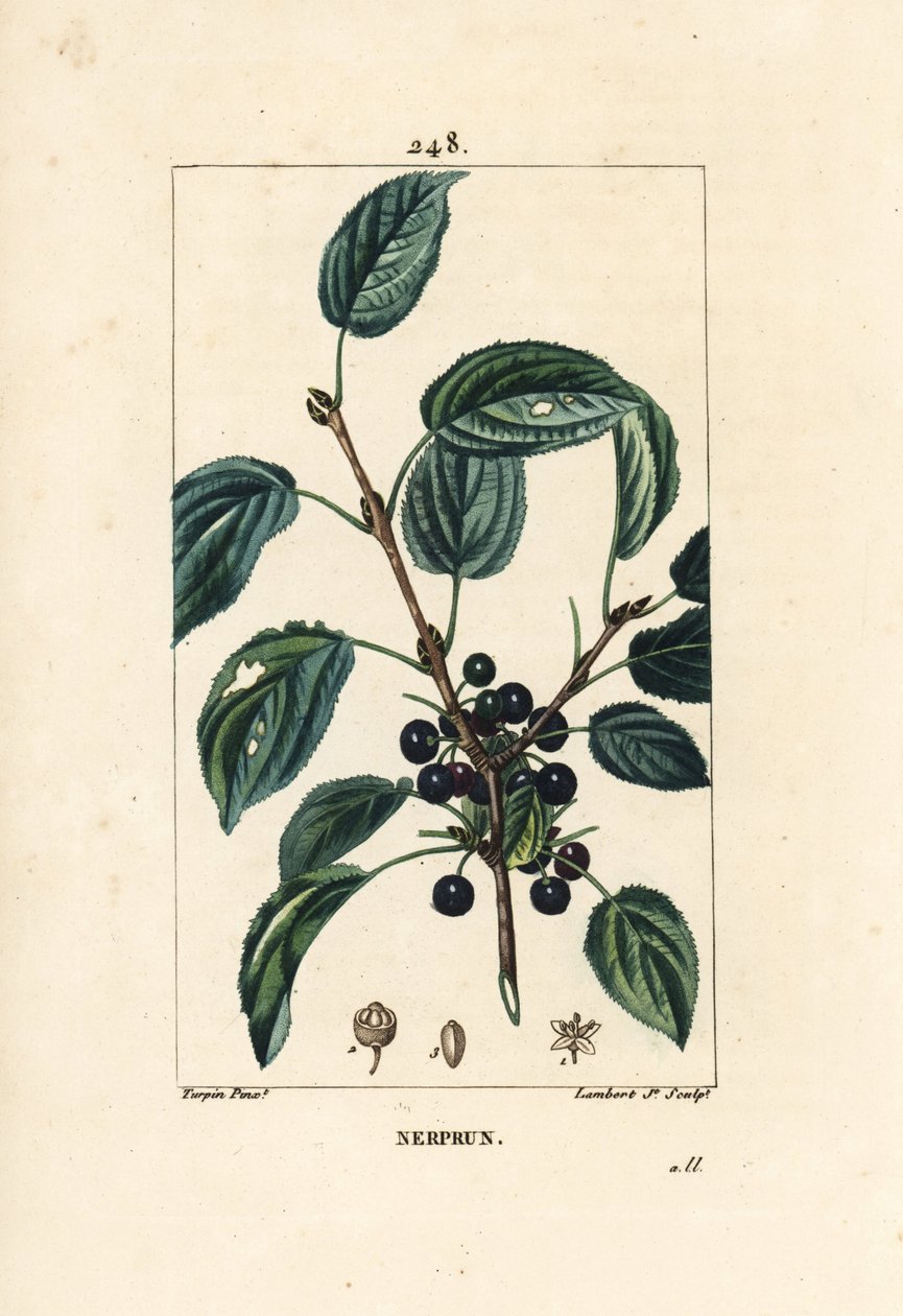 Müshil cehri, Katartik cehri veya resmi cehri - Tahliye cehri, Rhamnus cathartica. Chaumeton, Poiret ve Chamberet