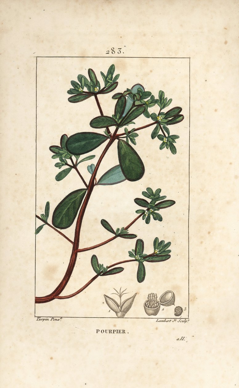 Semizotu, Porselen, Porculaca oleracea, yaprak, sap ve çiçek ile. Chaumeton, Poiret ve Chamberet