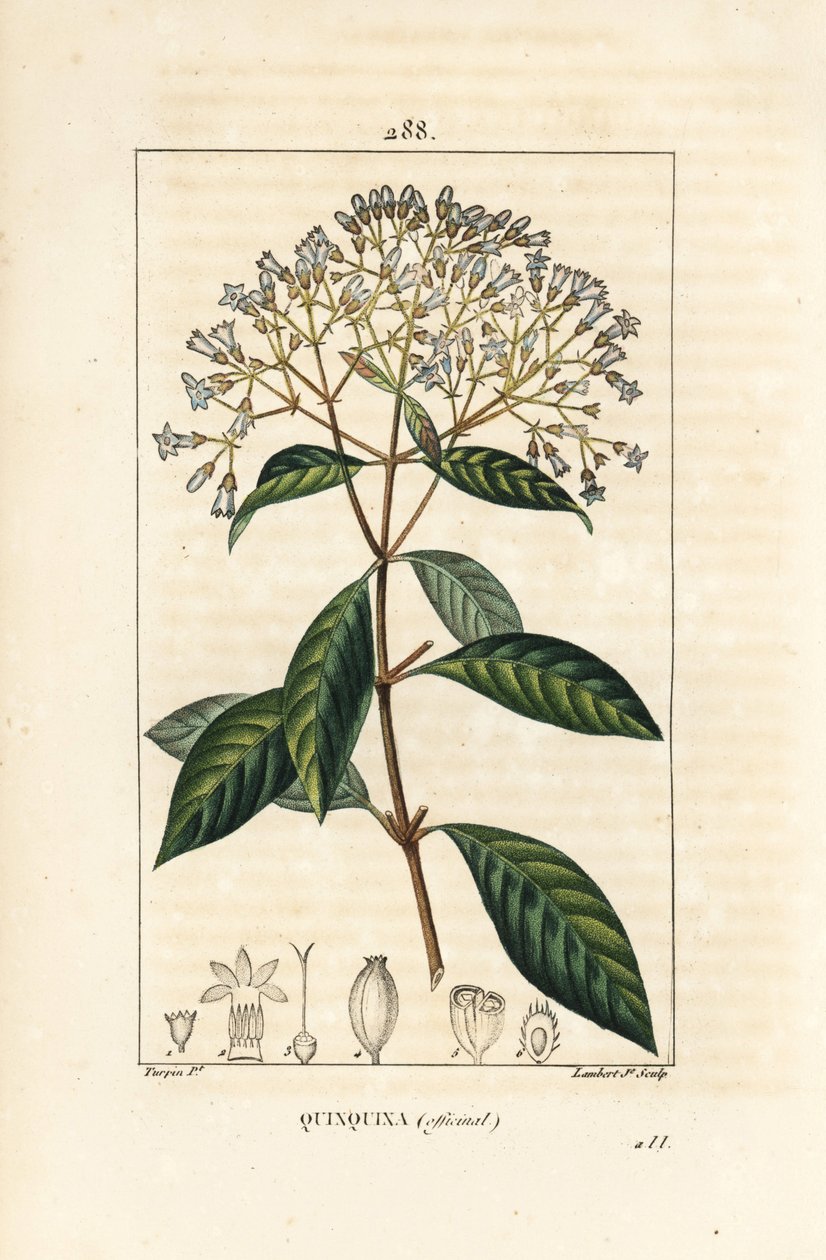Quinquina - Quinine veya Peru kabuğu ağacı, Cinchona officinalis, çiçek, dal, yaprak ve tohum ile. Chaumeton, Poiret ve Chamberet