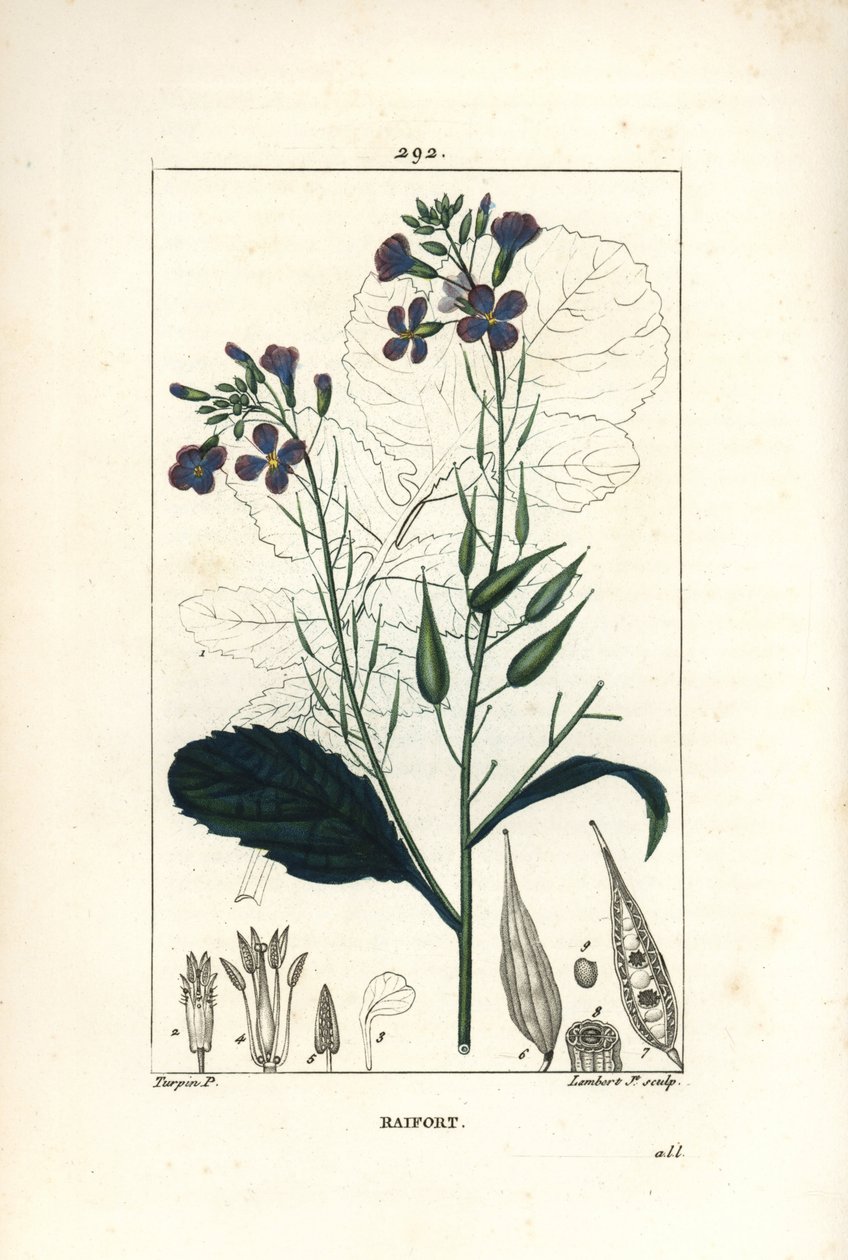 Turp - Turp, Raphanus sativus, çiçek, yaprak, tohum ve yaprak anahatlı. Chaumeton, Poiret ve Chamberet