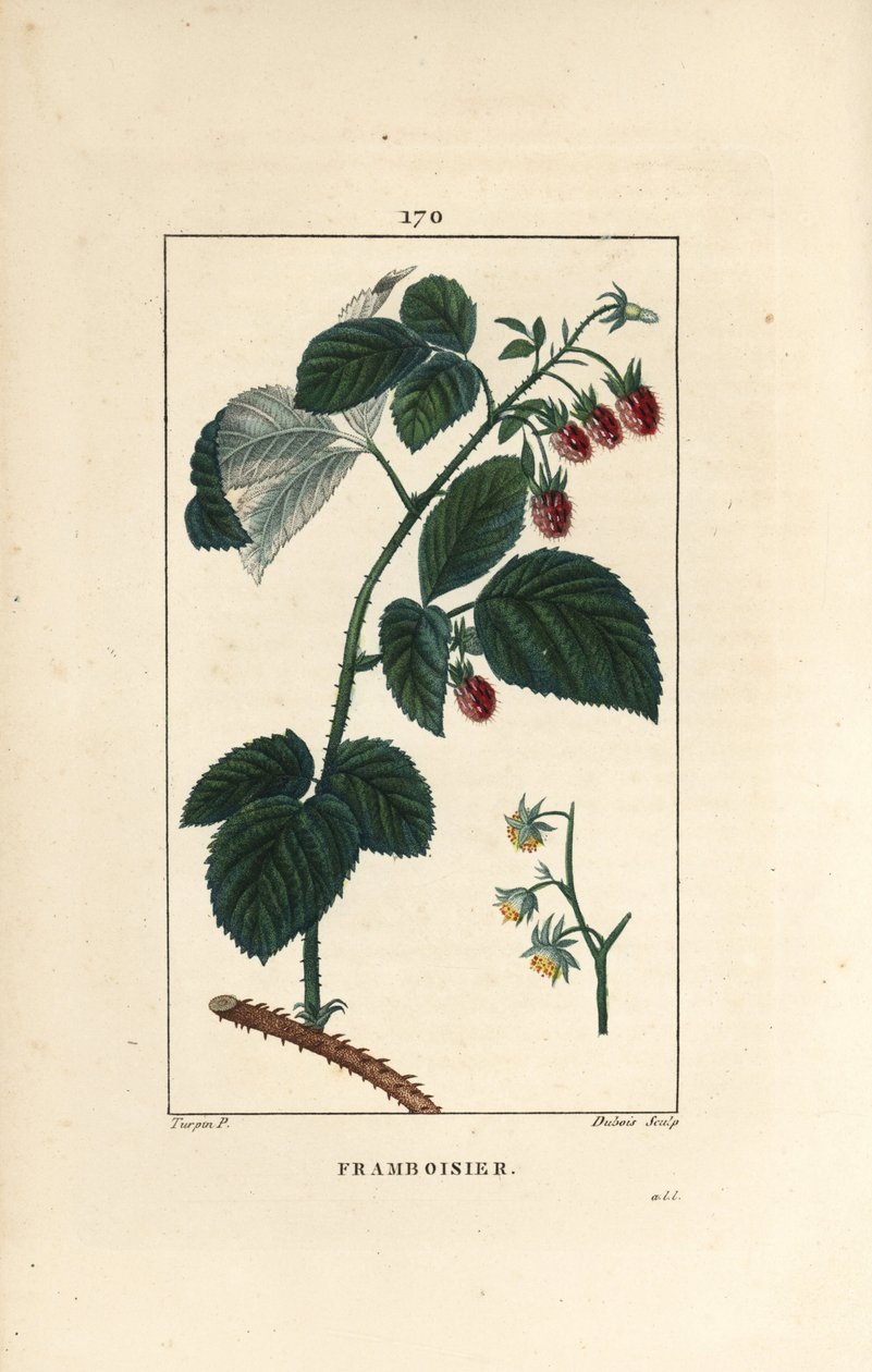 Ahududu - Çiçekler, yapraklar, dikenler ve olgun meyve gösteren Ahududu, Rubus idaeus. Chaumeton
