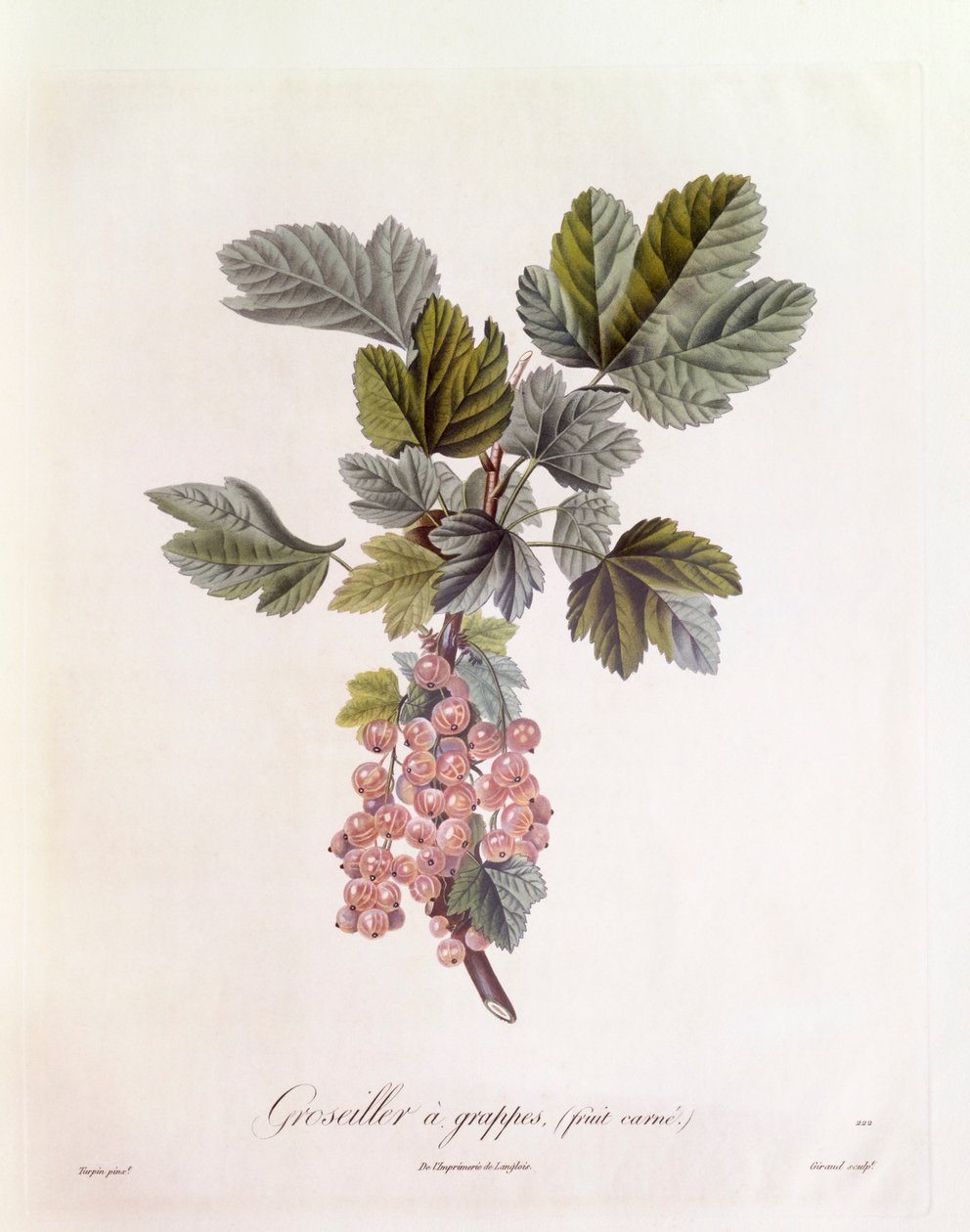 Frenk üzümü (Ribes rubrum), Henry Louis Duhamel du Monceau, Pierre Jean Francois Turpin tarafından botanik plaka by Pierre Jean Francois Turpin