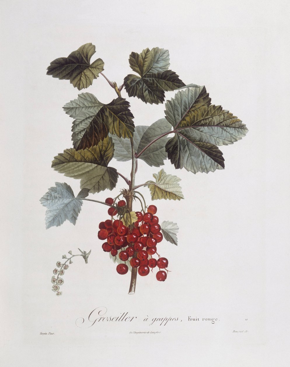 Frenk üzümü (Ribes rubrum), Henry Louis Duhamel du Monceau, Pierre Jean Francois Turpin tarafından botanik plaka by Pierre Jean Francois Turpin