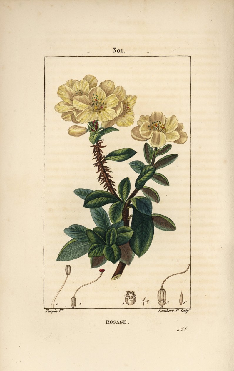 Rhododendron geant - Rosebay, Hymenanthes maxima (Rhododendron maksimum), çiçek, dikenli gövde, yaprak ve tohum ile. Chaumeton, Poiret ve Chambere