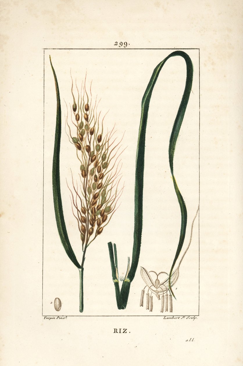 Pirinç - Pirinç, Oryza sativa, yaprak, tohum ve sap ile. Chaumeton, Poiret ve Chamberet