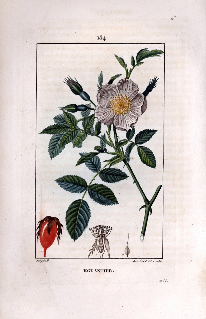 Berry (kuşburnu veya kuşburnu) ve gül ile kuşburnu dalı - Yabani yaban gülü, Rosa canina, çiçek, tomurcuk ve kuşburnu ile. Chaumeton, Poiret ve C