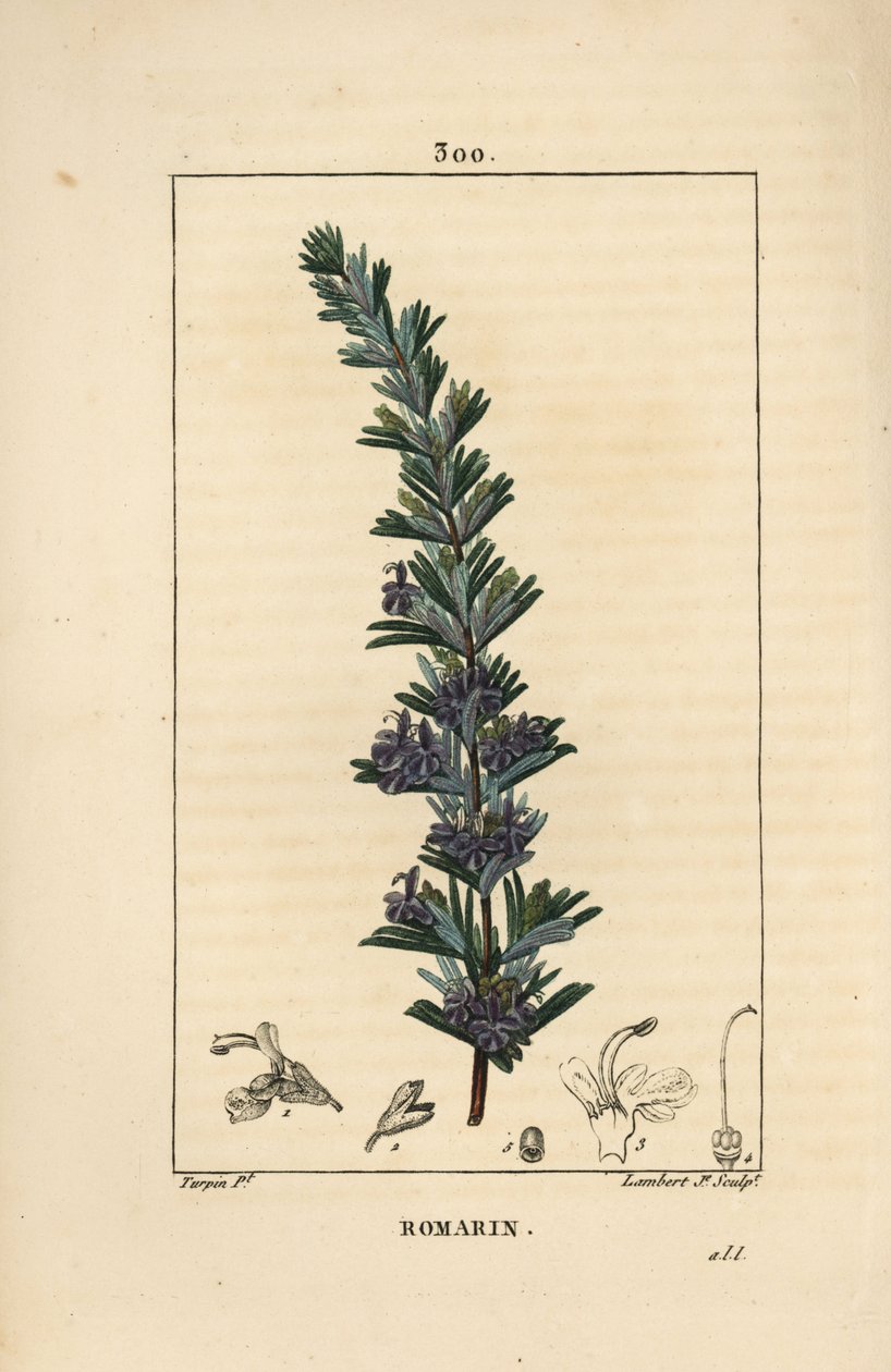 Biberiye - Biberiye, Rosmarinus officinalis, çiçek, yaprak ve sap ile. Chaumeton, Poiret ve Chamberet