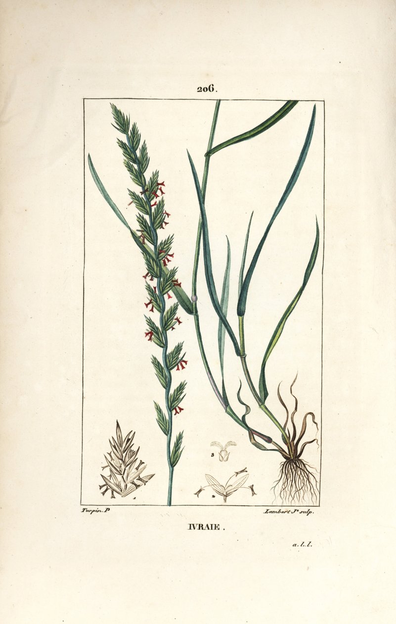 Çavdar otu, Gramen loliaceum. Chaumeton, Poiret ve Chamberet