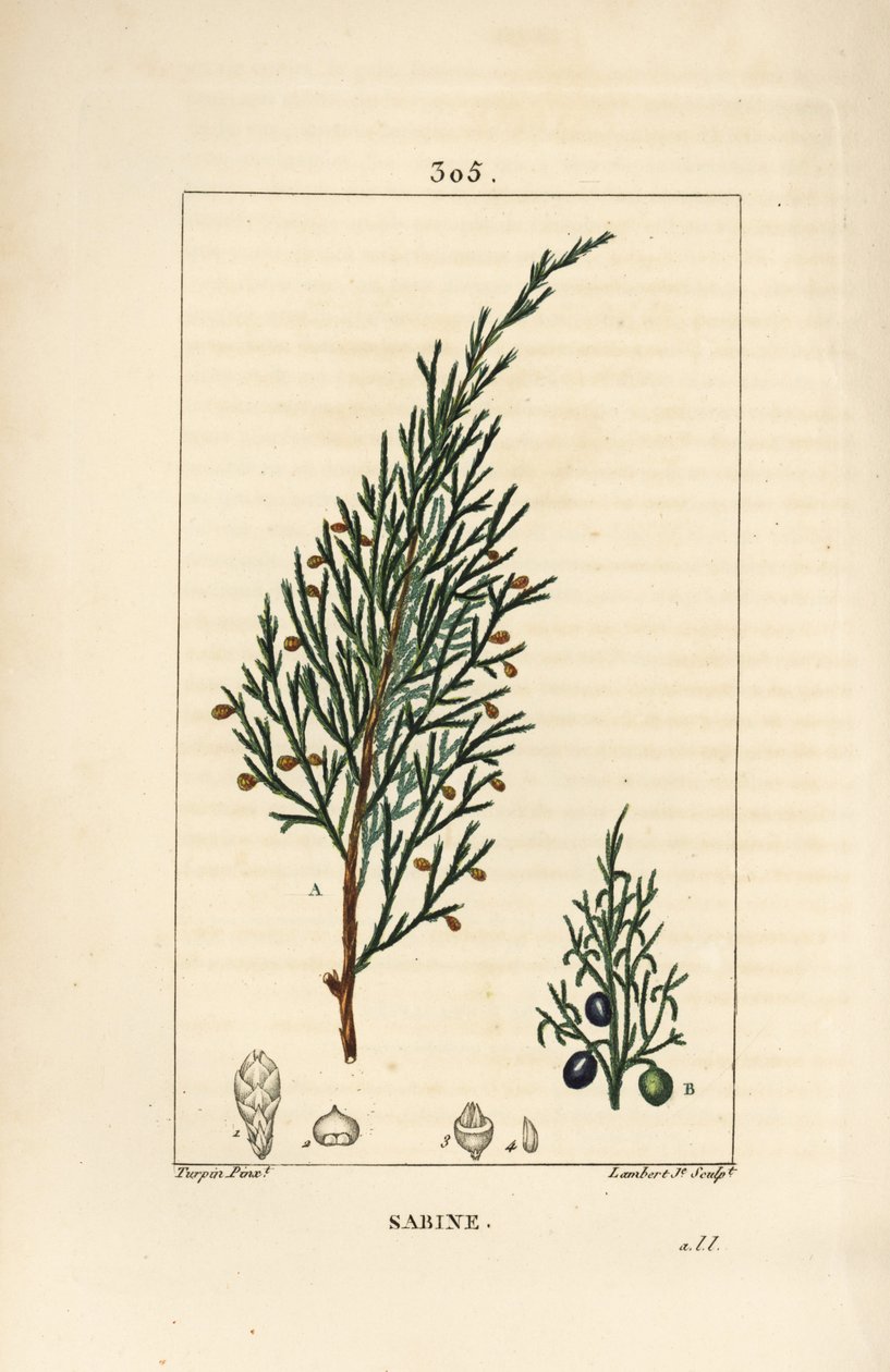 Sabine ardıç, Juniperus sabina, dut, yaprak, sap ve tohum ile. Chaumeton, Poiret ve Chamberet
