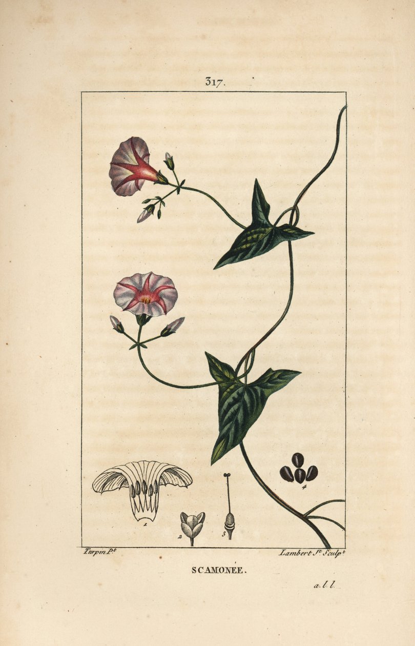 Scammonee - Scammony, Convolvulus scammonia, çiçek, yaprak, sap ve tırmanma dalıyla. Chaumeton, Poiret ve Chamberet