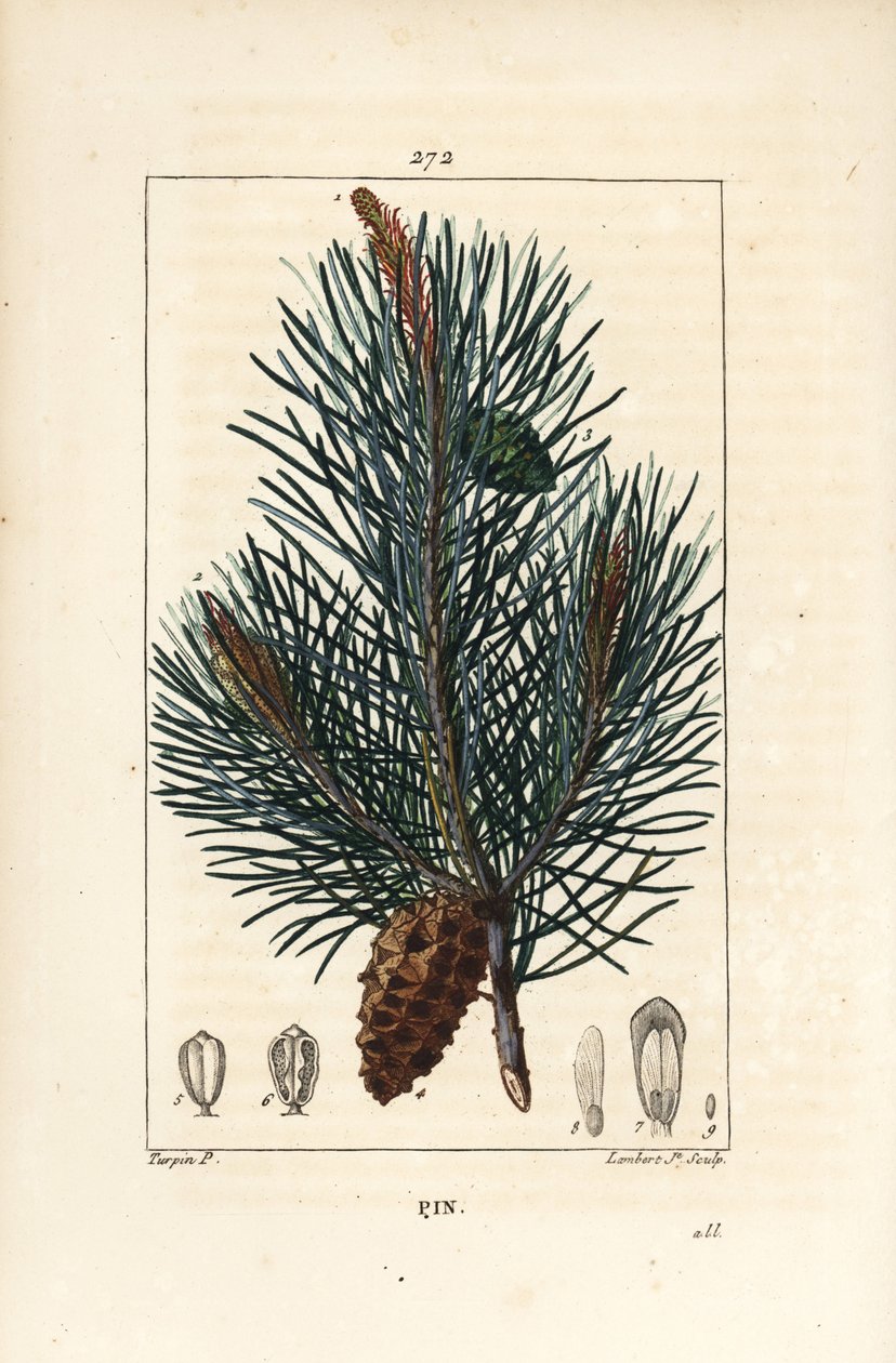 Sarıçam - Yabani çam ağacı veya Sarıçam, Pinus sylvestris, dallı, iğneli ve çam kozalaklı. Chaumeton, Poiret ve Chamberet
