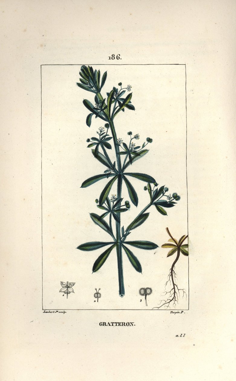 Scratteron veya rible, grateron, dil çizik, gaille - Kaz otu, Galium aparine. Chaumeton, Poiret ve Chamberet