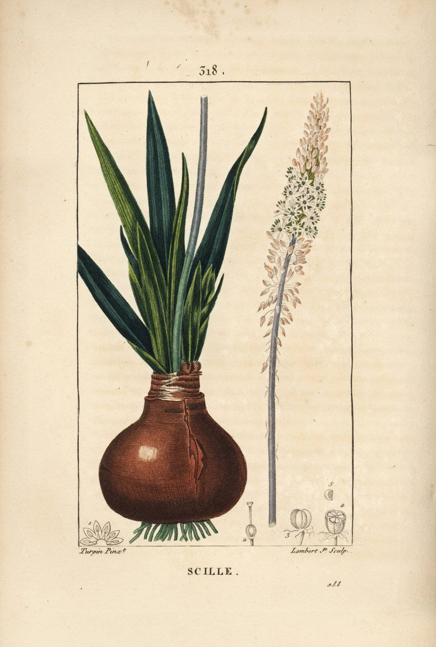 Deniz squill, Drimia maritima, ampul, yaprak, sap ve çiçek ile. Chaumeton, Poiret ve Chamberet