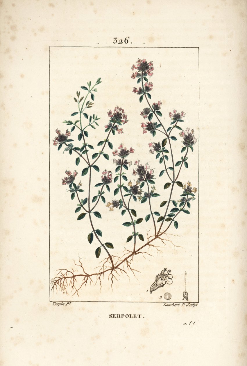Serpolet veya kekik serpolet - Sürünen kekik veya yabani kekik, Thymus serpyllum, çiçek, yaprak, sap ve kök ile. Chaumeton, Poiret ve Chamberet