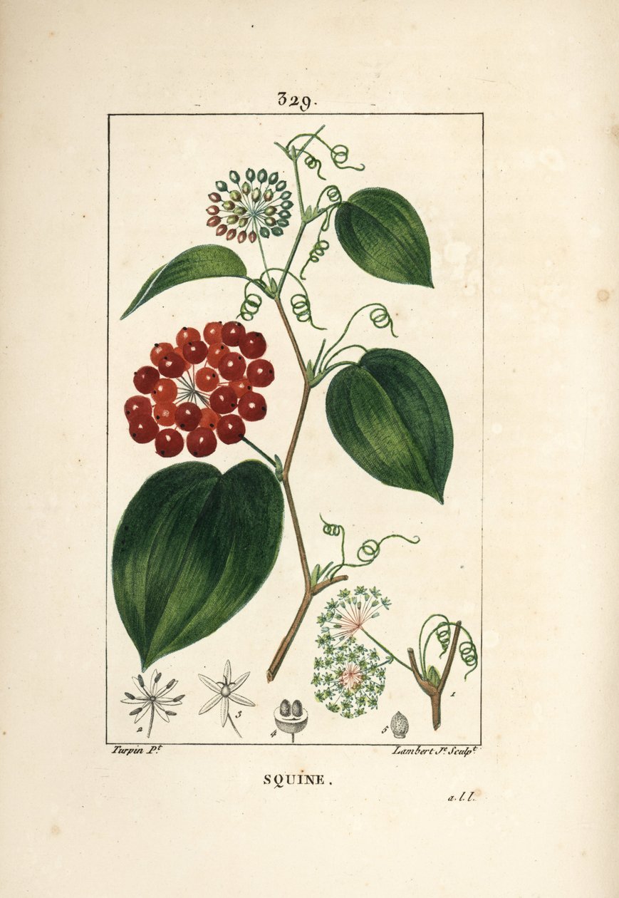 Smilax Variety - Çin smilax, Smilax çin, çiçek, dal, yaprak ve meyve ile. Chaumeton, Poiret ve Chamberet