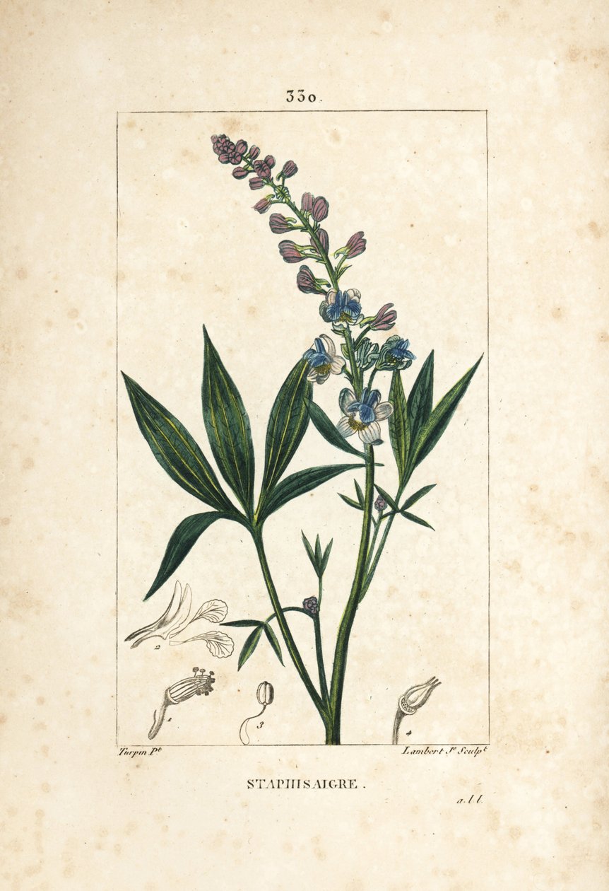 Staphisagria - Yalancı veya stavesacre, Delphinium staphisagria, çiçek, yaprak, sap ve tohum ile. Chaumeton, Poiret ve Chamberet