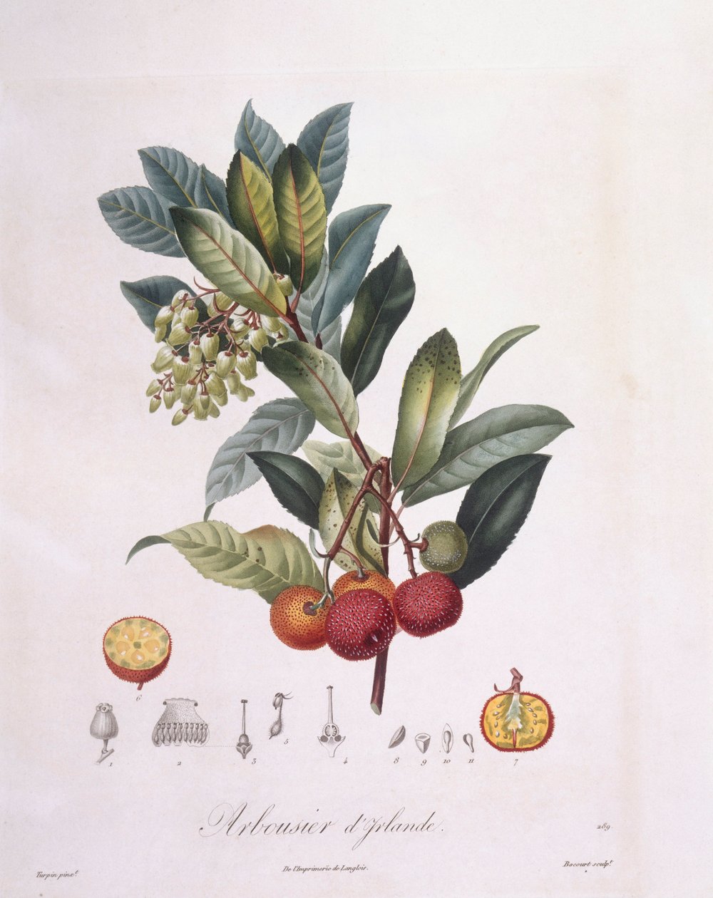 Çilek ağacı (Arbutus unedo), Henry Louis Duhamel du Monceau, Pierre Jean Francois Turpin tarafından botanik plaka by Pierre Jean Francois Turpin