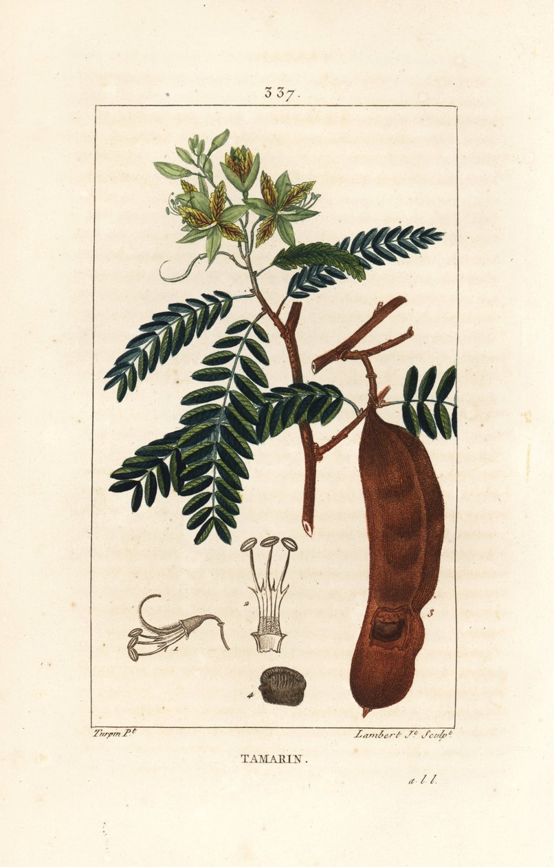 Demirhindi - Demirhindi, Demirhindi indica, çiçek açan çiçek, yaprak ve tohum kabuğu. Chaumeton, Poiret ve Chamberet'nin “” La Flore Medicale,” Paris, Panc'tan Pierre Jean-Francois Turpin'in çiziminden Lambert Junior tarafından elle boyanmış no by Pierre Jean Francois Turpin