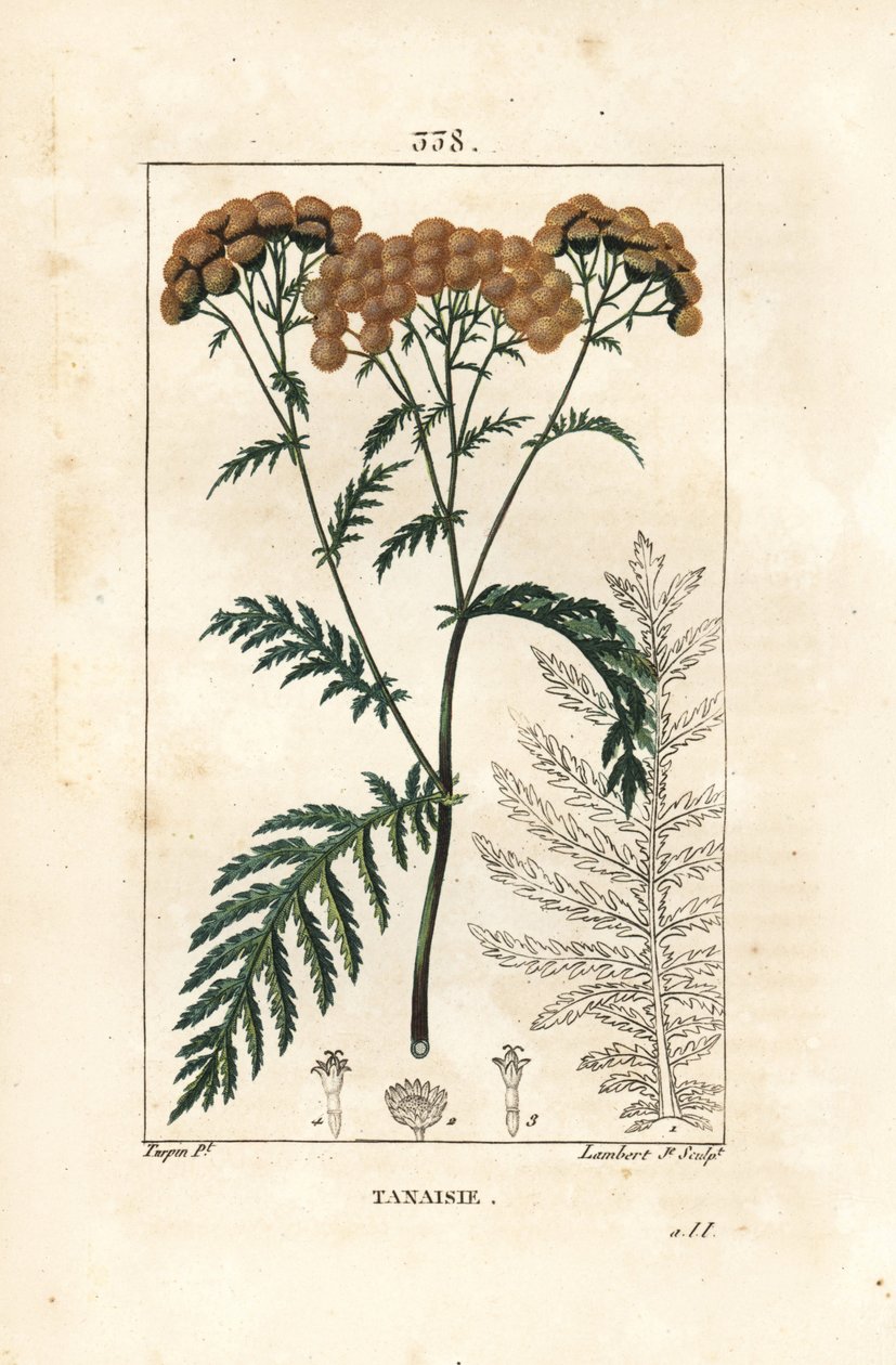 Tansy - Tansy, Tanacetum vulgare. Chaumeton, Poiret ve Chamberet