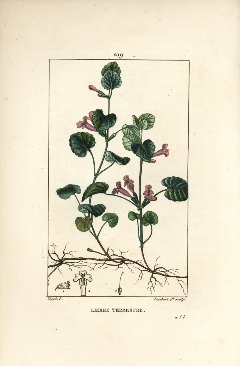Karasal Sarmaşık - Yer sarmaşığı, Hedera terrestris. Chaumeton, Poiret ve Chamberet