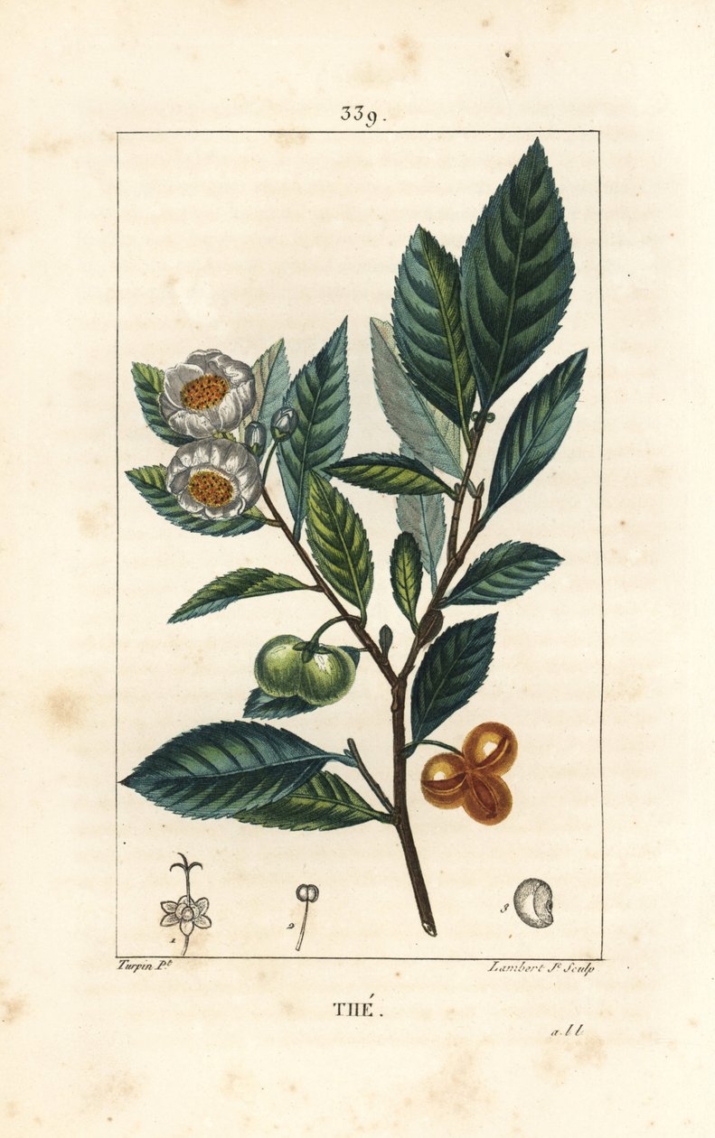 Theier - Çay, Camellia sinensis, yaprak, meyve ve çiçek gösteriyor. Chaumeton, Poiret ve Chamberet
