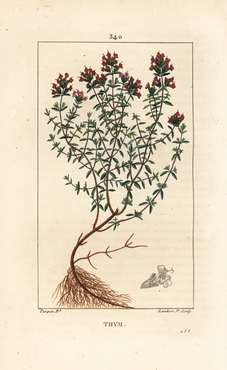 Kekik, Thymus vulgaris, gösterme, çiçek, yaprak, gövde ve kök. Chaumeton, Poiret ve Chamberet