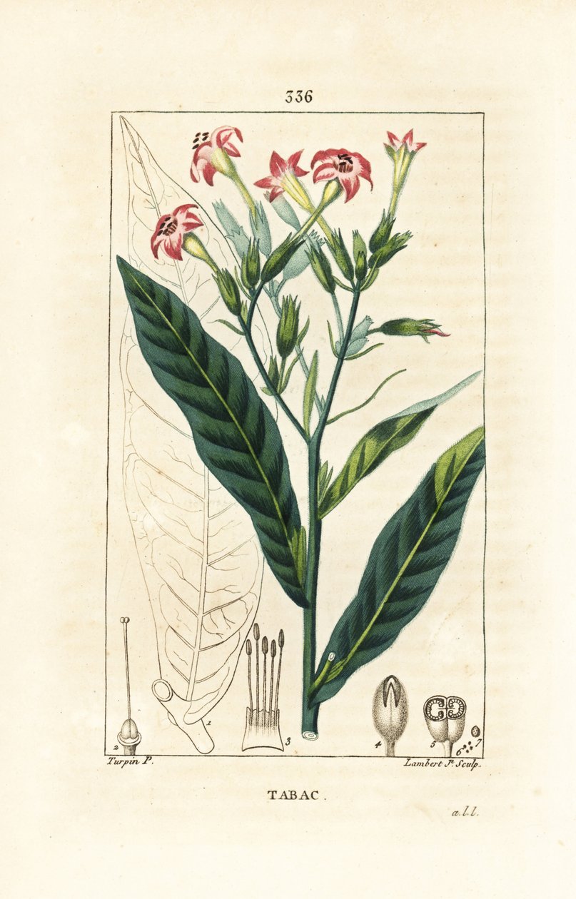Tütün - Tütün, Nicotiana tabacum. Chaumeton, Poiret ve Chamberet