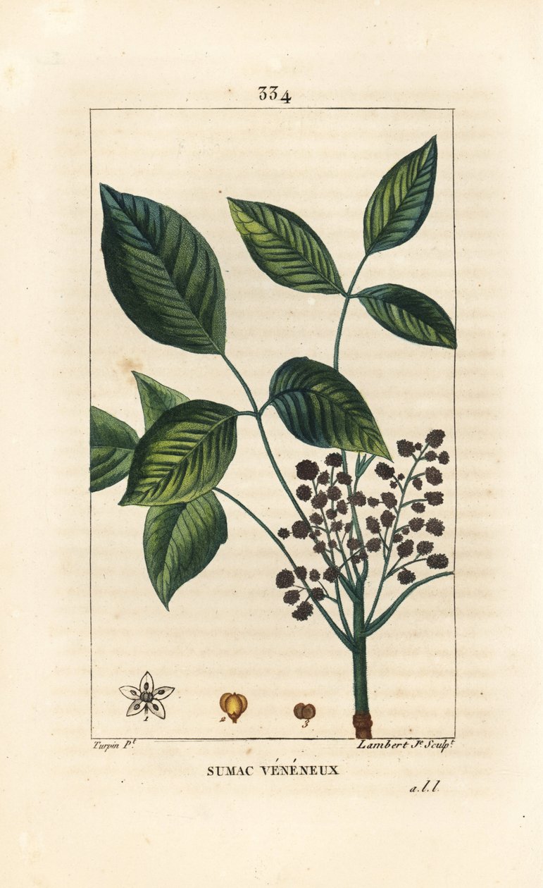 Zehirli Liana - Zehirli meşe, Toxicodendron pubescens. Chaumeton, Poiret ve Chamberet'nin "" La Flore Medicale", Paris, Panckoucke'den Pierre Jean-Francois Turpin'in çiziminden Lambert Junior tarafından elle boyanmış noktalı bakı by Pierre Jean Francois Turpin