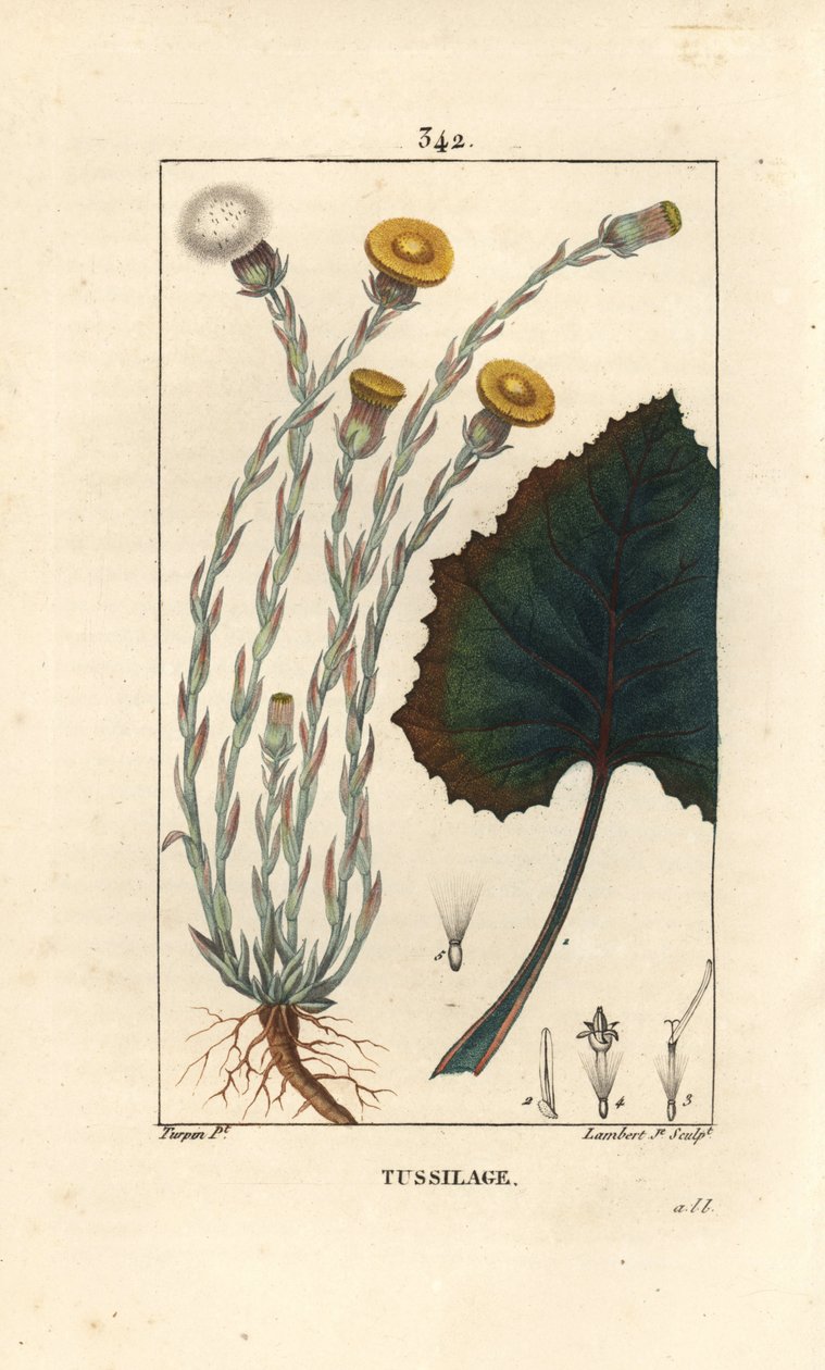 Tussilage ou pas d'donkey - Colts ayağı, Tussilago fara, çiçek, yaprak, gövde ve kök ile. Chaumeton, Poiret ve Chamberet'nin “” La Flore Medicale'sinden Pierre Jean-Francois Turpin'in çiziminden Lambert Junior tarafından elle boyanmış nokta by Pierre Jean Francois Turpin