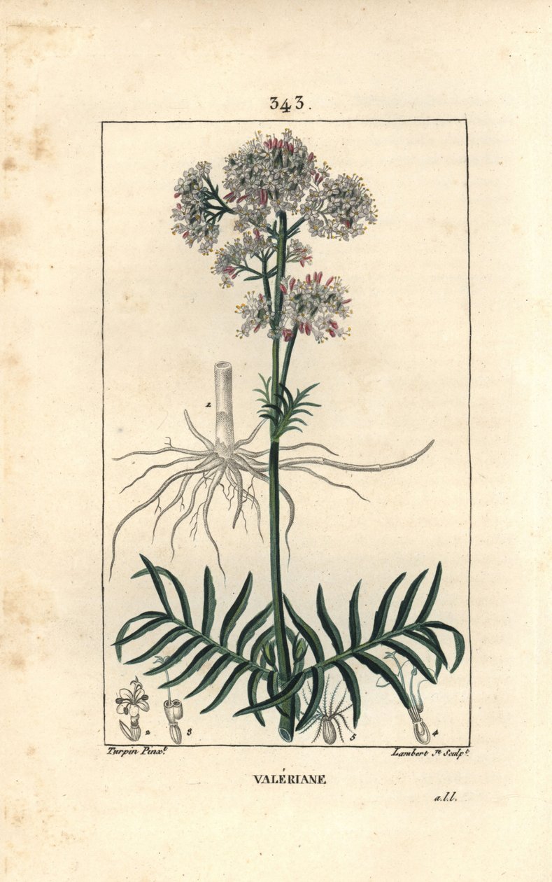 Tepelerin kediotu veya küçük yapraklı kediotu - Valerian, Valeriana officinalis, çiçek, yaprak, gövde ve kök ile. Chaumeton, Poiret ve Poiret