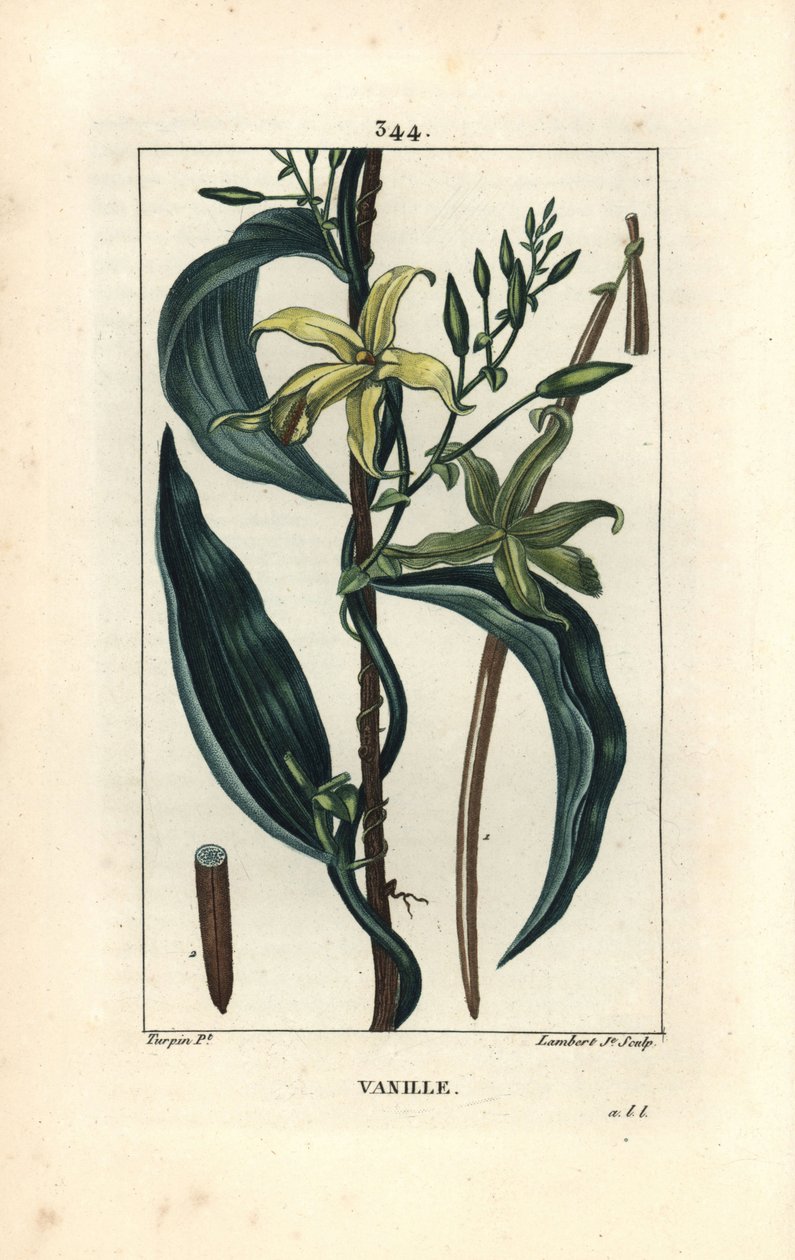 Vanilya - Vanilya orkide, Epidendron vanilya, çiçek, yaprak, tohum kabuğu ile. Chaumeton, Poiret ve Chamberet