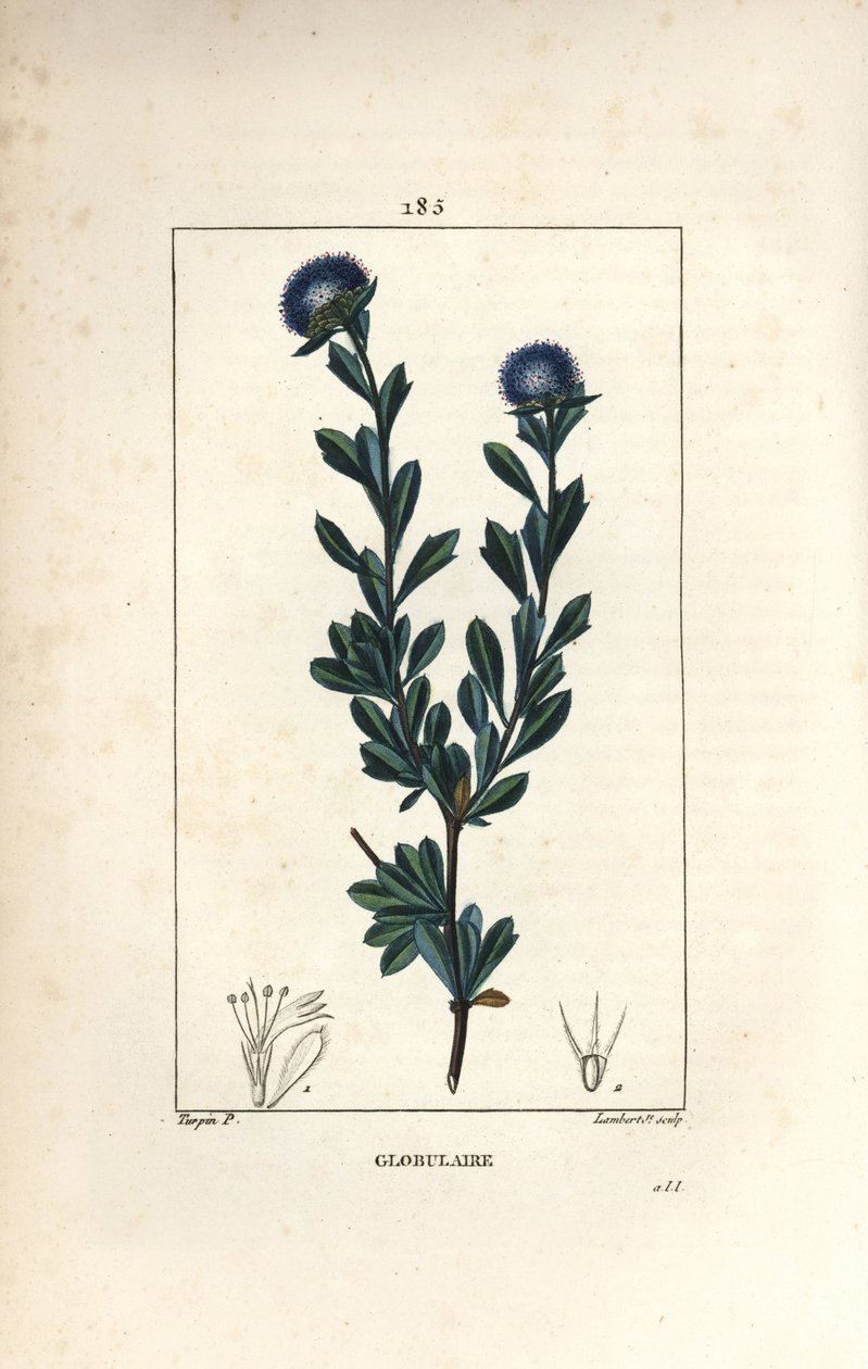 Küresel çeşitlilik - Üç diş yapraklı globularia, Globularia fruticosa. Chaumeton, Poiret ve Chamberet