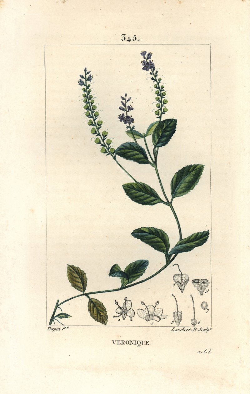 Veronique officinale - Erkek sürat teknesi, Veronica officinalis. Chaumeton, Poiret ve Chamberet