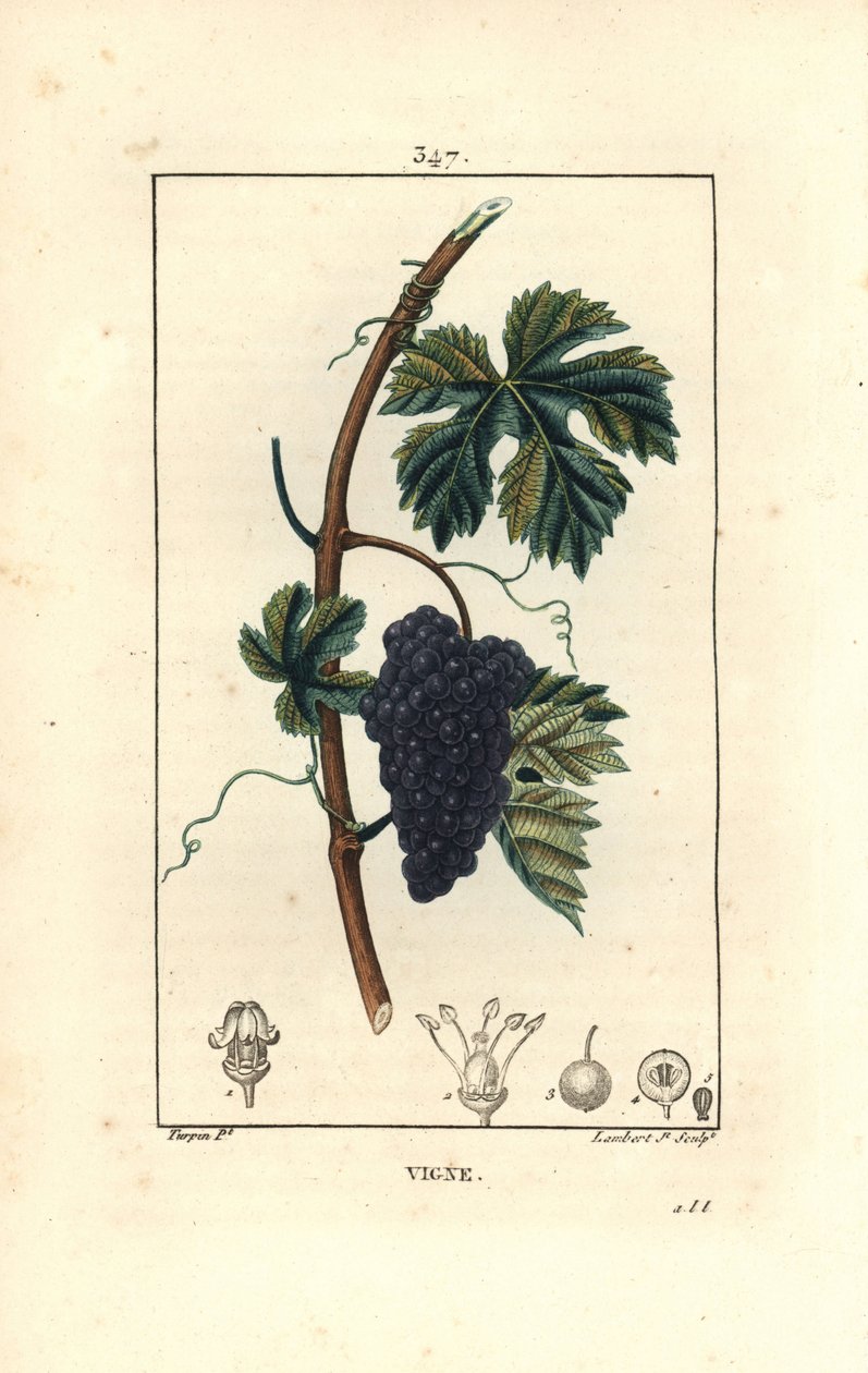 Asma - Üzüm asması, Vitis vinifera, meyve, yaprak, dal ve gövde ile. Chaumeton, Poiret ve Chamberet'in “” La Flore Medicale,” Paris, Panckouc'tan Pierre Jean-Francois Turpin'in çiziminden Lambert Junior tarafından elle boyanmış noktalı bakır le by Pierre Jean Francois Turpin
