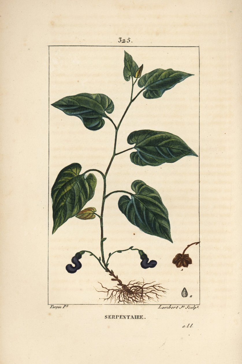 Virginia Snakeroot - Virginia yılan kökü, Aristolochia serpentaria, çiçek, yaprak, sap, tohum ve kök ile. Chaumeton, Poiret ve Chamberet
