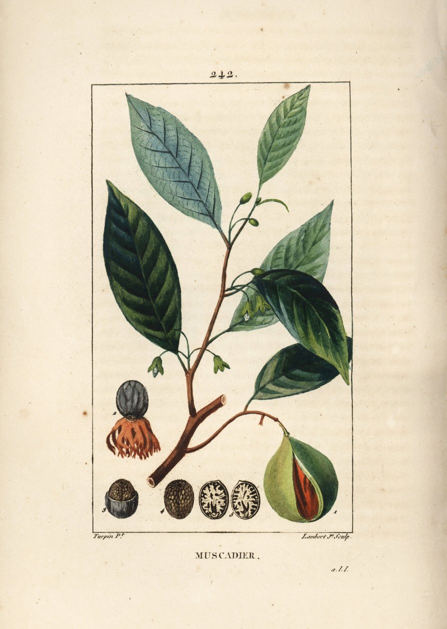 Vomic fındık - Küçük hindistan cevizi ve topuz, Myristica moschata, yaprak, tohum ve meyve. Chaumeton, Poiret ve Chamberet