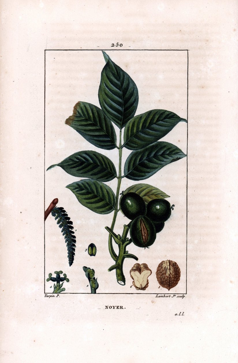 Fındıklı ceviz dalı - Ceviz ağacı, Juglans regia, dallı, yapraklı, olgun meyveli, kabuklu ve kesitli fındık. Chaumeton, Poiret ve Odası