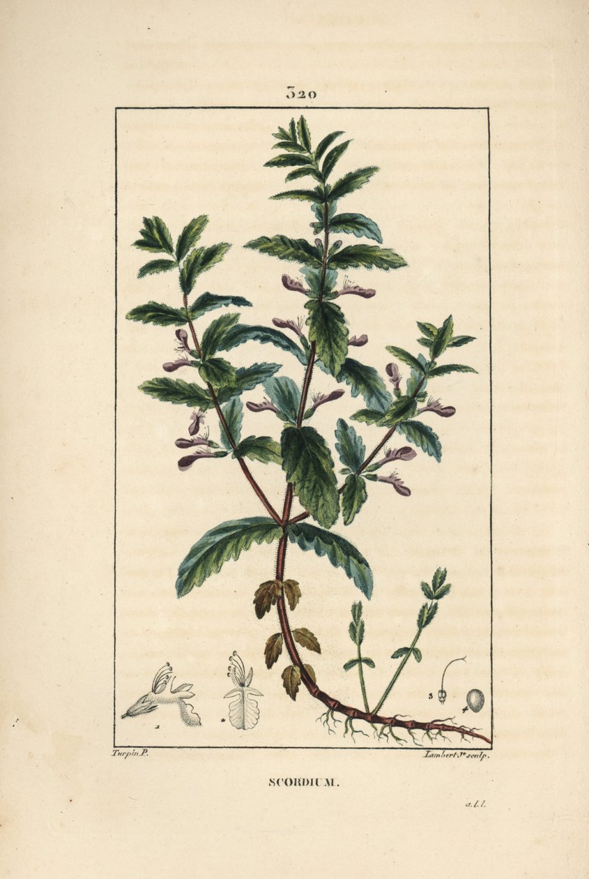Su gergedanı - Çiçek, yaprak, sap ve kökleri gösteren Su gergisi, Teucrium scordium. Chaumeton, Poiret ve Chamberet'in “” La Flore Medi'sinden Pierre Jean-Francois Turpin'in bir çiziminden Lambert Junior tarafından elle boyanmış noktalı bakır l by Pierre Jean Francois Turpin