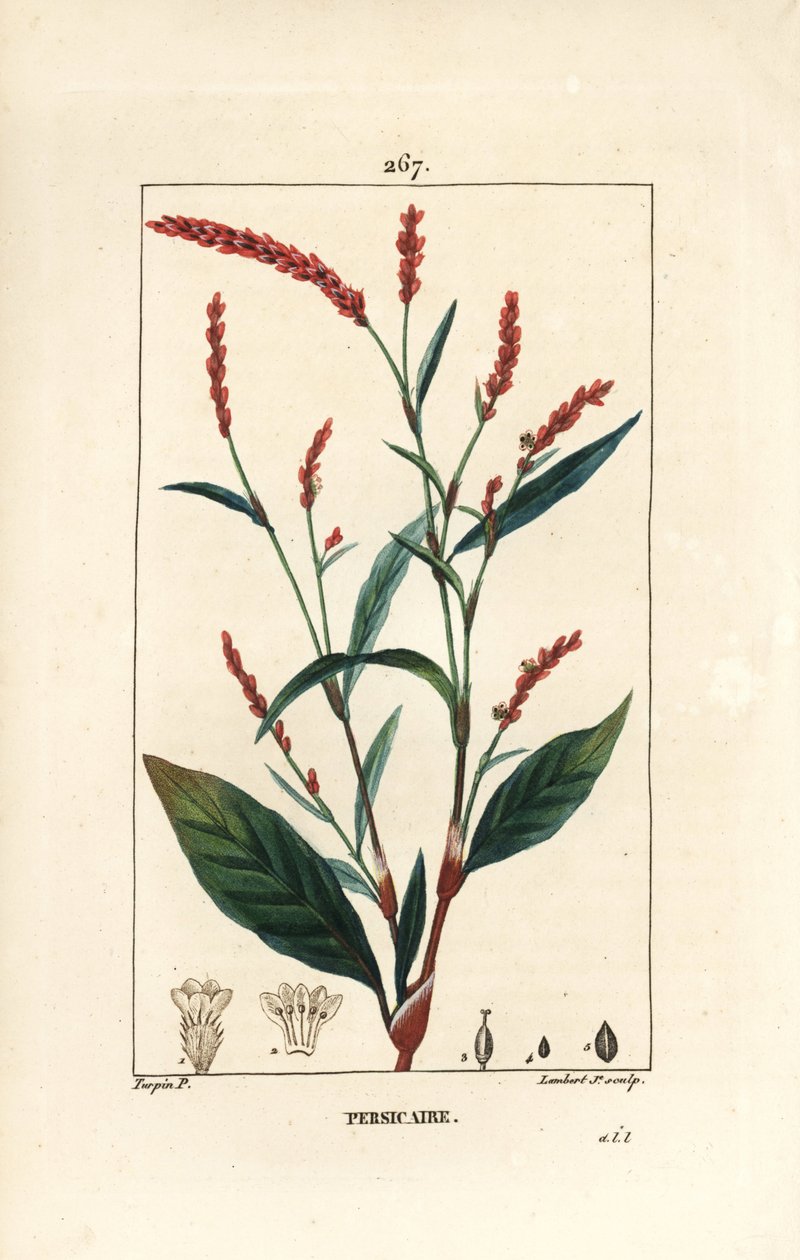 Su biber knotwee - Su-biber, Persicaria hydropiper (Polygonum hydropiper), çiçek, sap ve yaprak ile. Chaumeton, Poiret ve Chamberet