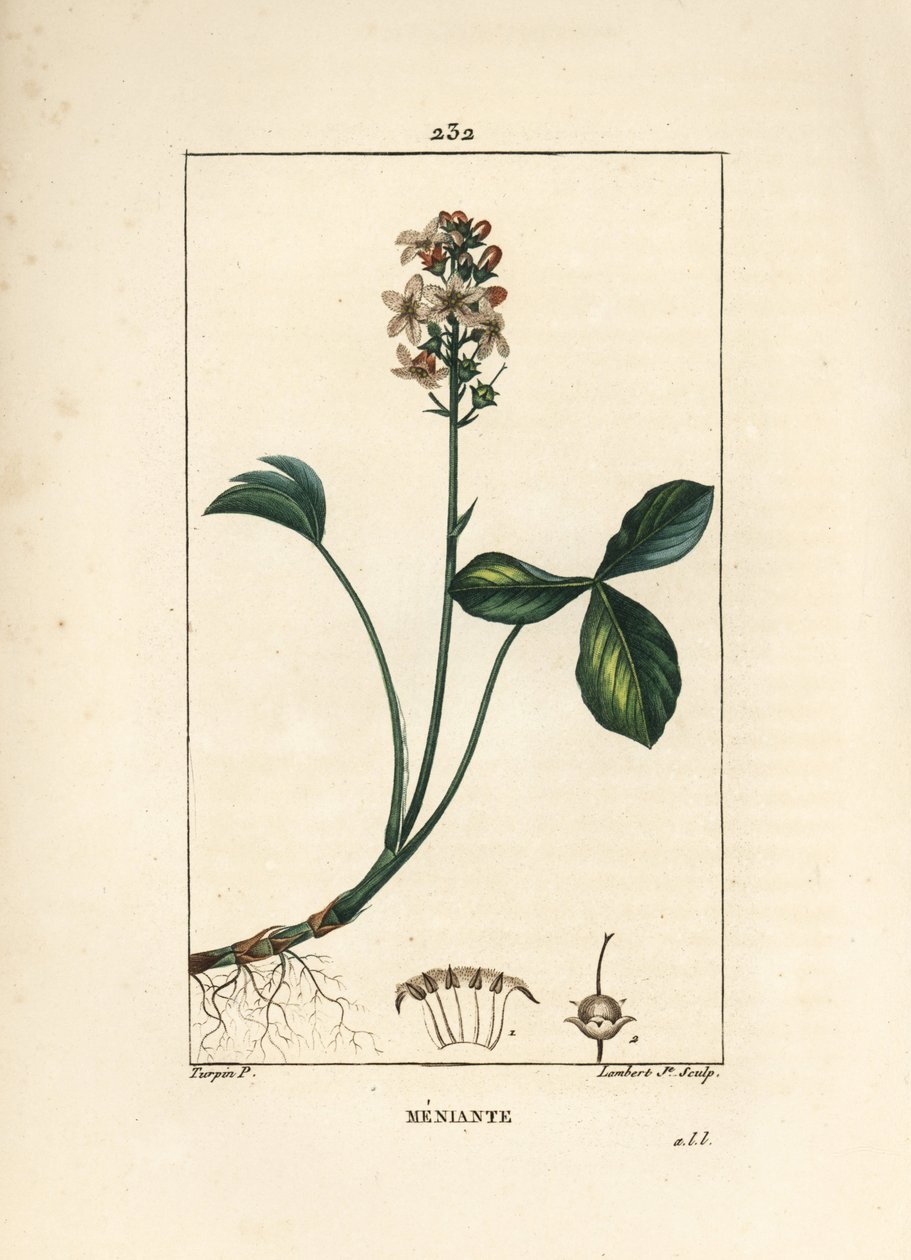 Su yoncası veya menyanth su yoncası - Mars yoncası, Menyanthes trifoliata. Chaumeton, Poiret ve Chamberet