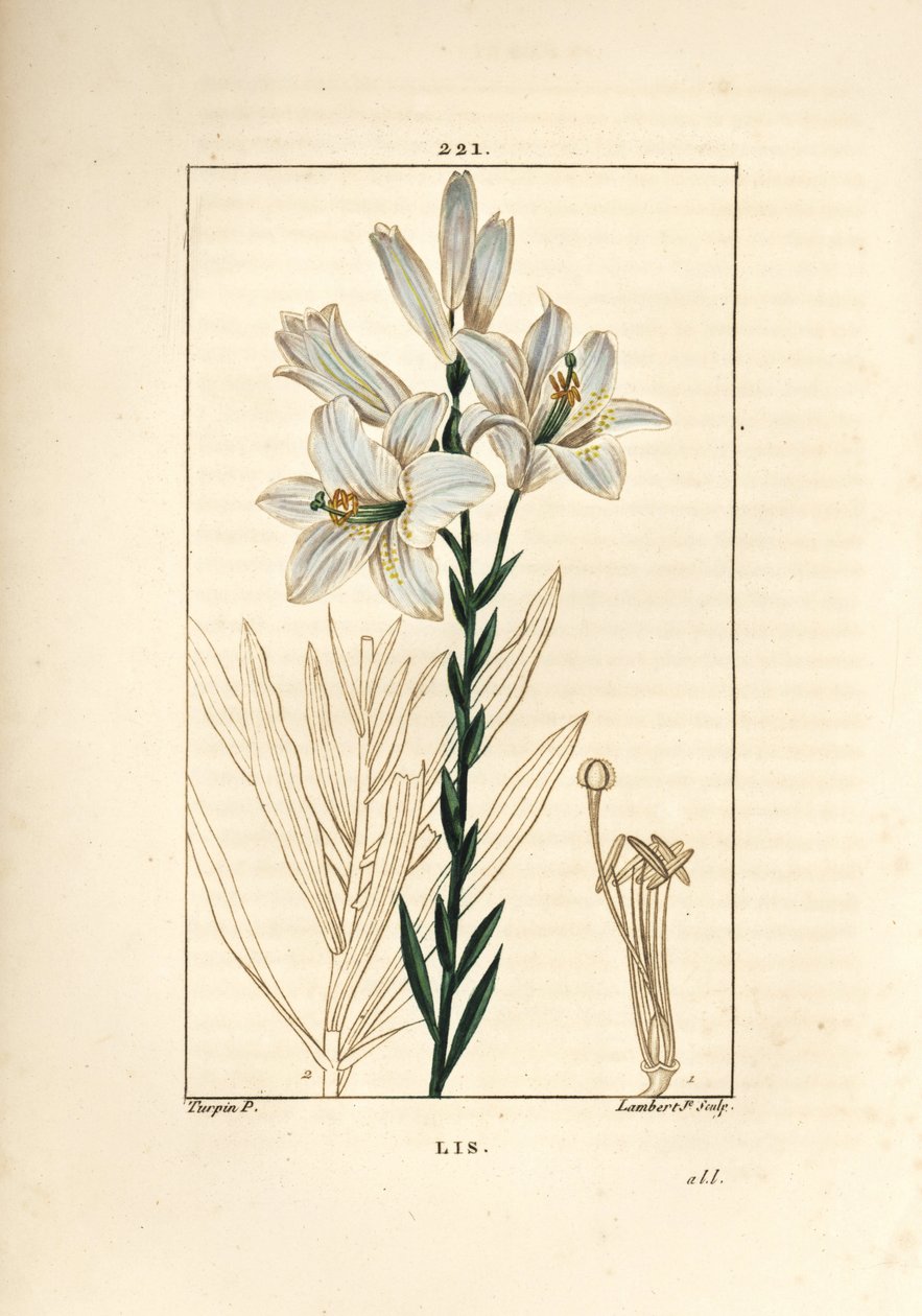 Beyaz zambak veya madonna zambak - Beyaz zambak, Lilium candidum. Chaumeton, Poiret ve Chamberet