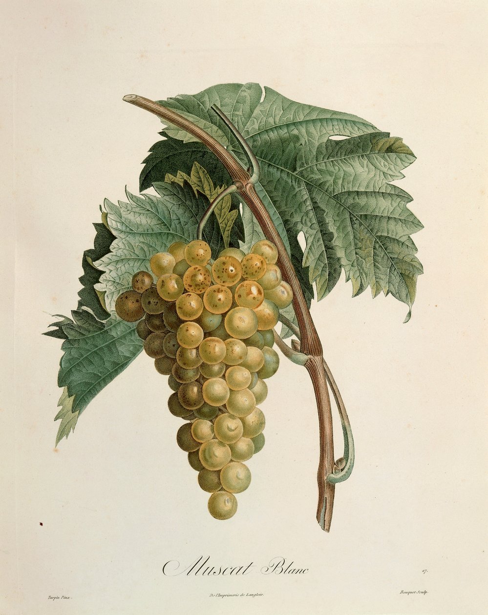 Beyaz muscat üzümleri, Pierre Jean Francois Turpin (1775-1840) by Pierre Jean Francois Turpin
